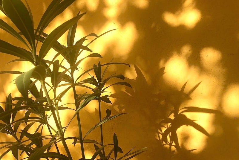 Stalks and leaves of a tall plant and their sharp edged shadows dancing on a sunshine yellow wall, overlaid with the softer shadows of the leaves of a nearby tree