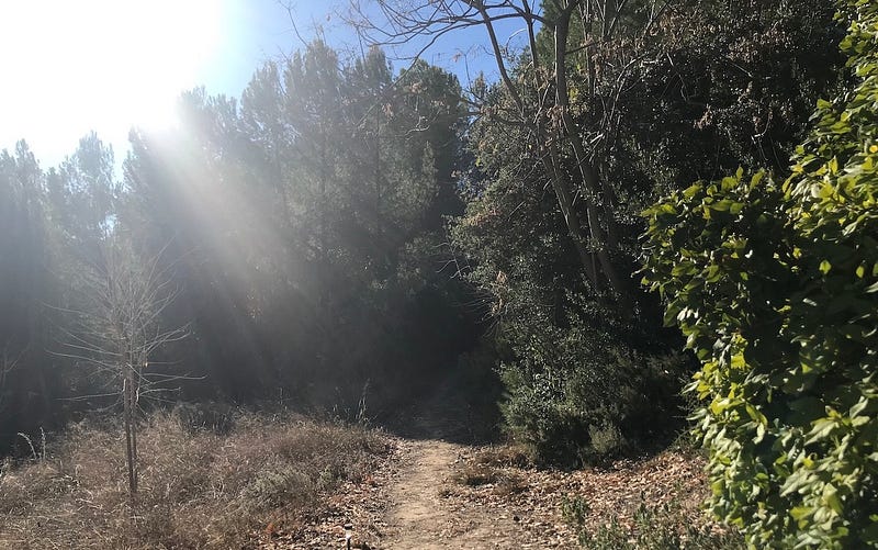 A shady path leading into the forest with the sun pouring down in the foreground
